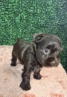 Cinnamon, a female Yorkshire Terrier for sale in Houston, TX – 4 of 9