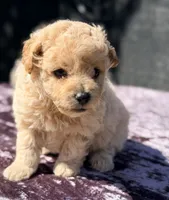 Astro, a male Poodle - Toy  for sale in Houston, TX – 3 of 9