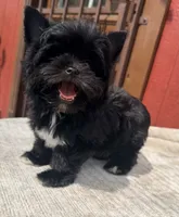 Drift, a male Yorkshire Terrier for sale in Houston, TX – 3 of 9