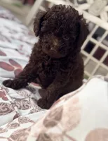 Luna, a female Poodle - Toy  for sale in Houston, TX – 4 of 7