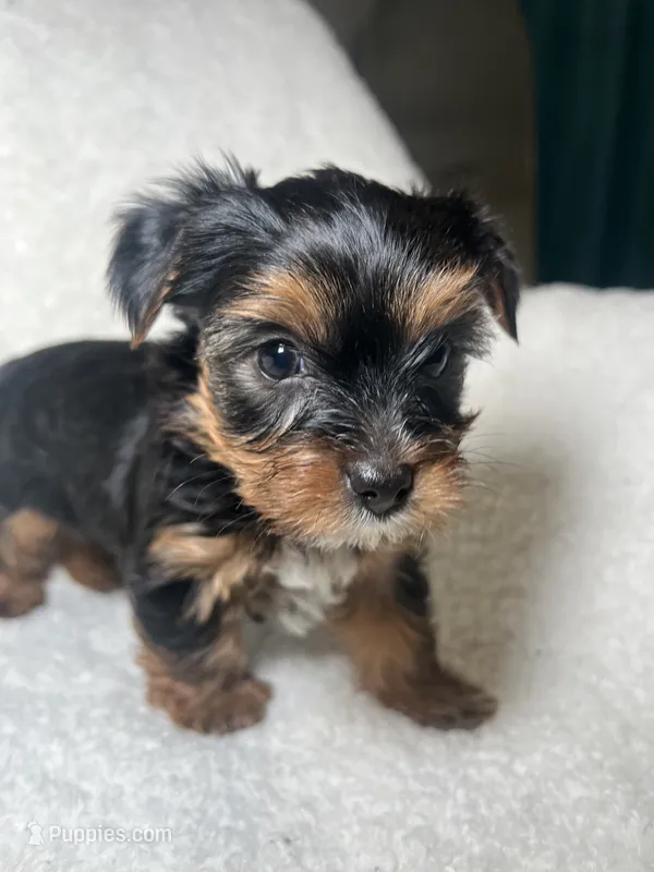 Harriet Yellow – Yorkshire Terrier puppy for sale in Houston, TX