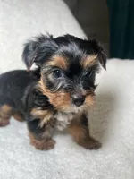 Harriet Yellow, a female Yorkshire Terrier for sale in Houston, TX – 1 of 4