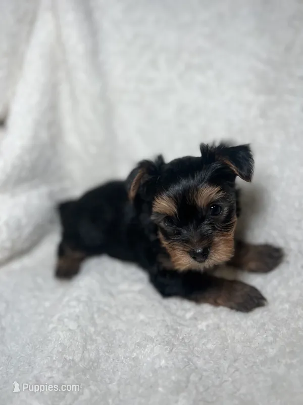 Eddie Brown – Yorkshire Terrier puppy for sale in Houston, TX