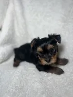 Eddie Brown, a male Yorkshire Terrier for sale in Houston, TX – 1 of 4