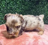 Jedi, a male Yorkshire Terrier for sale in Houston, TX – 6 of 8