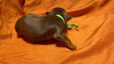 Hershey , a male Yorkshire Terrier for sale in Houston, TX – 5 of 5