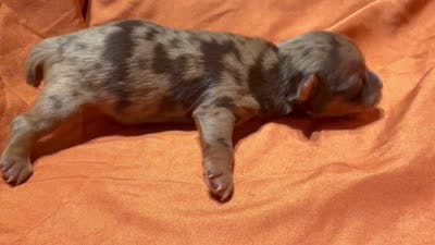 Jedi, a male Yorkshire Terrier for sale in Houston, TX – 5 of 5