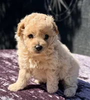 Astro, a male Poodle - Toy  for sale in Houston, TX – 8 of 9
