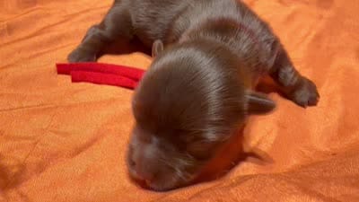 Nestle, a male Yorkshire Terrier for sale in Houston, TX – 5 of 5