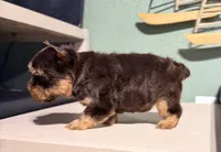Hershey , a male Yorkshire Terrier for sale in Houston, TX – 3 of 8