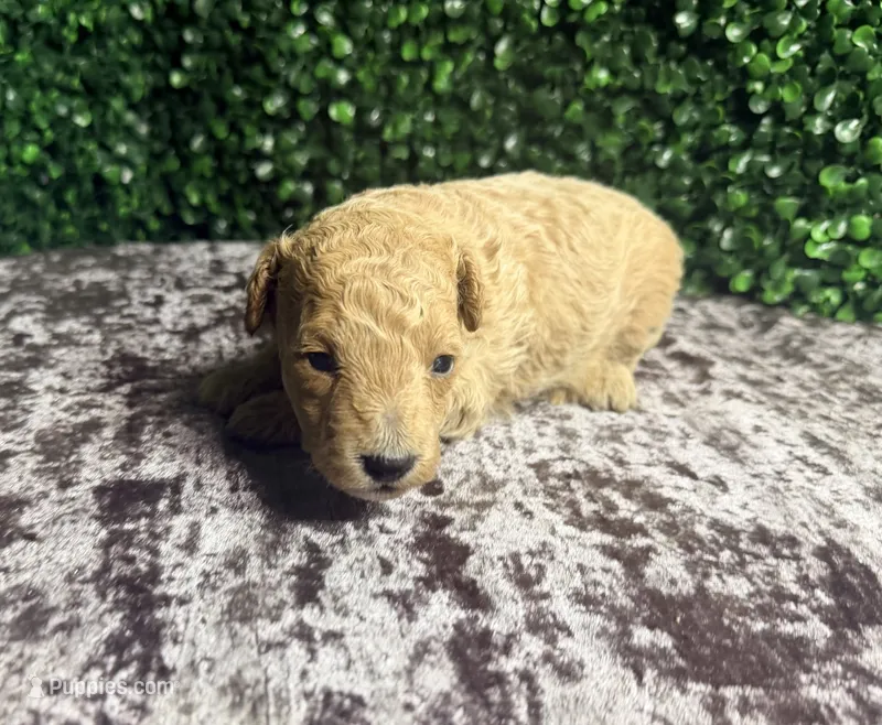 Nova – Poodle - Toy  puppy for sale in Houston, TX