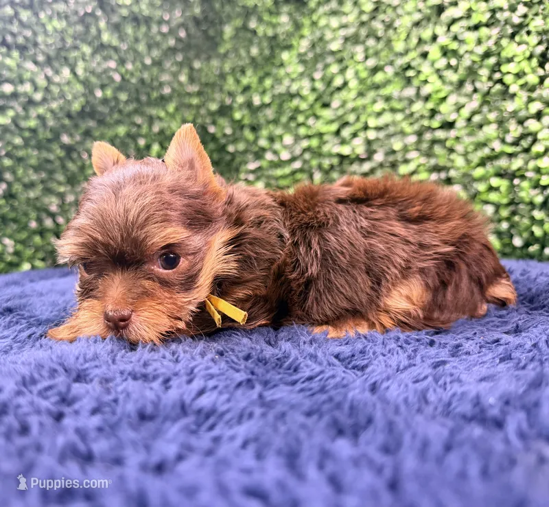  Nutmeg – Yorkshire Terrier puppy for sale in Houston, TX