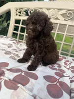 Luna, a female Poodle - Toy  for sale in Houston, TX – 7 of 7