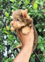 Hershey, a female Yorkshire Terrier for sale in Houston, TX – 4 of 7