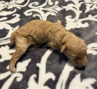 Cosmo, a male Poodle - Toy  for sale in Houston, TX – 8 of 8