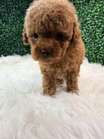 Phoenix, a female Poodle - Toy  for sale in Houston, TX – Photo 2 of 10