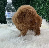 Phoenix, a female Poodle - Toy  for sale in Houston, TX – Photo 1 of 10