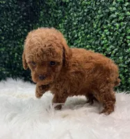 Phoenix, a female Poodle - Toy  for sale in Houston, TX – Photo 4 of 10