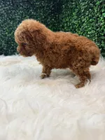 Phoenix, a female Poodle - Toy  for sale in Houston, TX – Photo 9 of 10