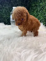 Phoenix, a female Poodle - Toy  for sale in Houston, TX – Photo 8 of 10
