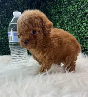 Phoenix, a female Poodle - Toy  for sale in Houston, TX – Photo 5 of 10