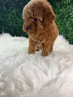 Phoenix, a female Poodle - Toy  for sale in Houston, TX – Photo 6 of 10