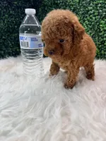 Phoenix, a female Poodle - Toy  for sale in Houston, TX – Photo 7 of 10