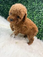 Phoenix, a female Poodle - Toy  for sale in Houston, TX – Photo 10 of 10