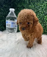 Phoenix, a female Poodle - Toy  for sale in Houston, TX – Photo 3 of 10