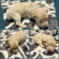 Astro, a male Poodle - Toy  for sale in Houston, TX – 4 of 4