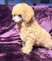Blaze, a male Poodle - Toy  for sale in Houston, TX – 10 of 10