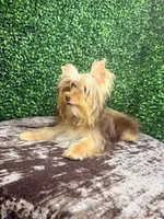 S’more, a female Yorkshire Terrier for sale in Houston, TX – 7 of 7