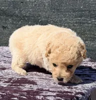 Astro, a male Poodle - Toy  for sale in Houston, TX – 9 of 9