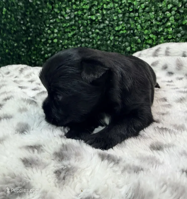 Tide – Yorkshire Terrier puppy for sale in Houston, TX