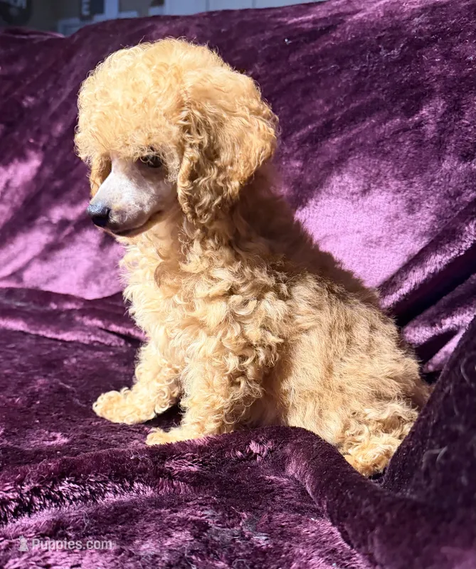 Blaze – Poodle - Toy  puppy for sale in Houston, TX