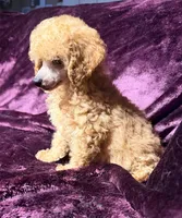 Blaze, a male Poodle - Toy  for sale in Houston, TX – 1 of 10
