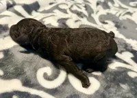 Luna, a female Poodle - Toy  for sale in Houston, TX – 9 of 9
