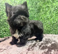 Drift, a male Yorkshire Terrier for sale in Houston, TX – 9 of 9