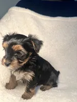Carl Green, a male Yorkshire Terrier for sale in Houston, TX – 2 of 4