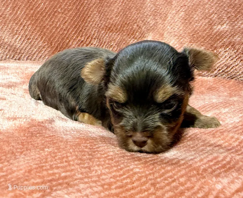 Hershey  – Yorkshire Terrier puppy for sale in Houston, TX