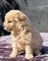 Astro, a male Poodle - Toy  for sale in Houston, TX – 2 of 9