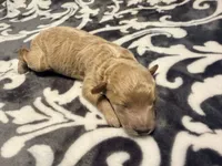 Nova, a female Poodle - Toy  for sale in Houston, TX – 5 of 5