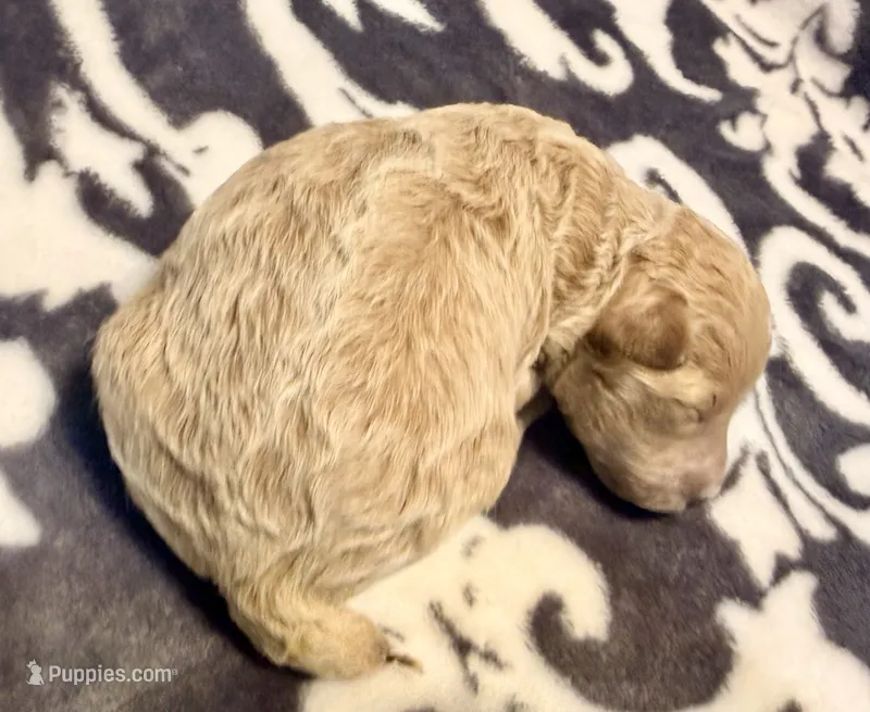 Nova – Poodle - Toy  puppy for sale in Houston, TX