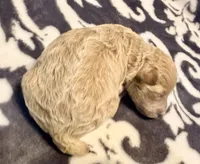 Nova, a female Poodle - Toy  for sale in Houston, TX – 1 of 5