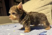 Hershey, a female Yorkshire Terrier for sale in Houston, TX – 7 of 7