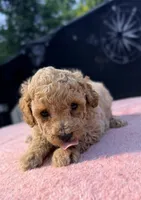 Nova, a female Poodle - Toy  for sale in Houston, TX – 4 of 9
