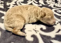 Nova, a female Poodle - Toy  for sale in Houston, TX – 4 of 5