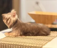 S’more, a female Yorkshire Terrier for sale in Houston, TX – 3 of 7