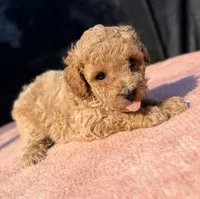Nova, a female Poodle - Toy  for sale in Houston, TX – 3 of 9