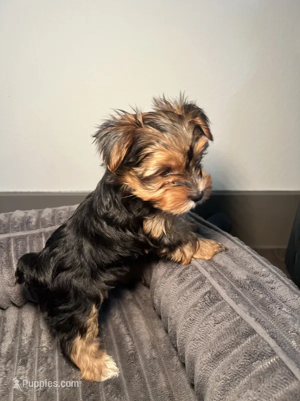 Laura Pink – Yorkshire Terrier puppy for sale in Houston, TX